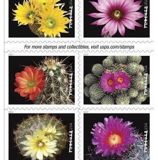 Cactus Flowers (Book Of 20)