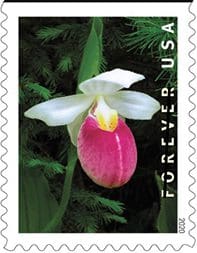 Wild Orchids (Book Of 20)