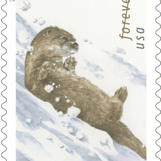 Otters in Snow (Book Of 20)